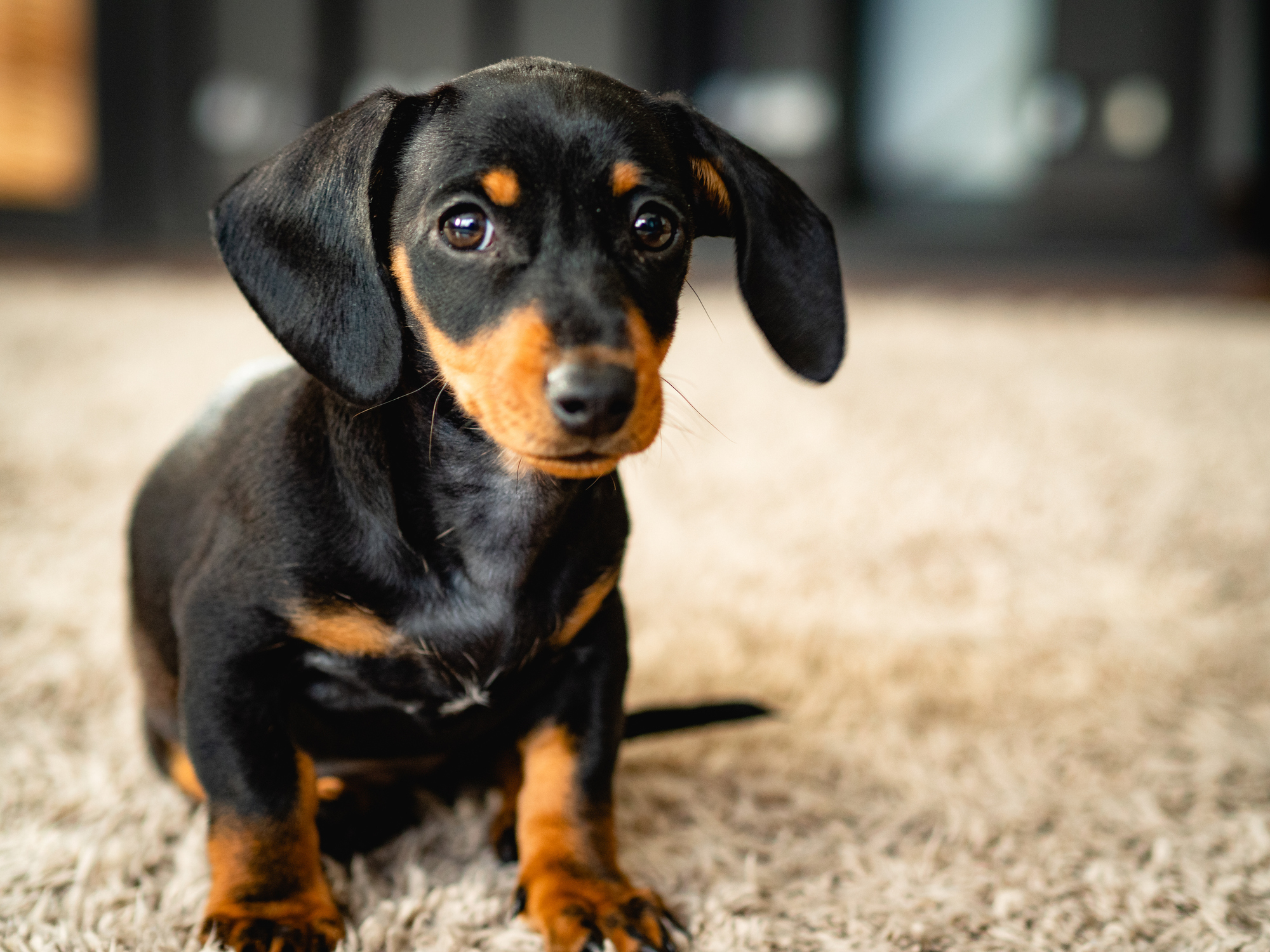 Cute black and brown dachshund puppy sitting on a carpet.