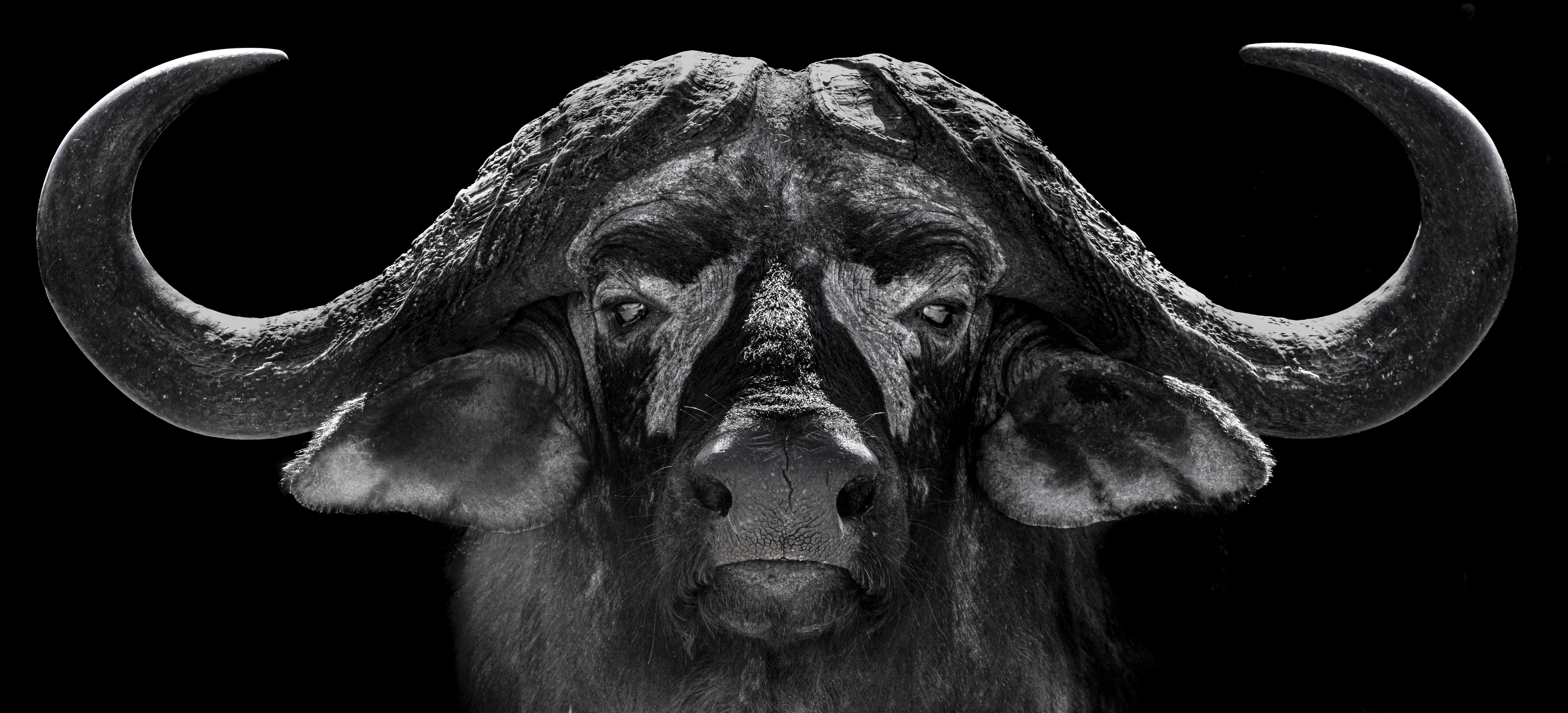 A black and white portrait of a Cape buffalo against a dark background.
