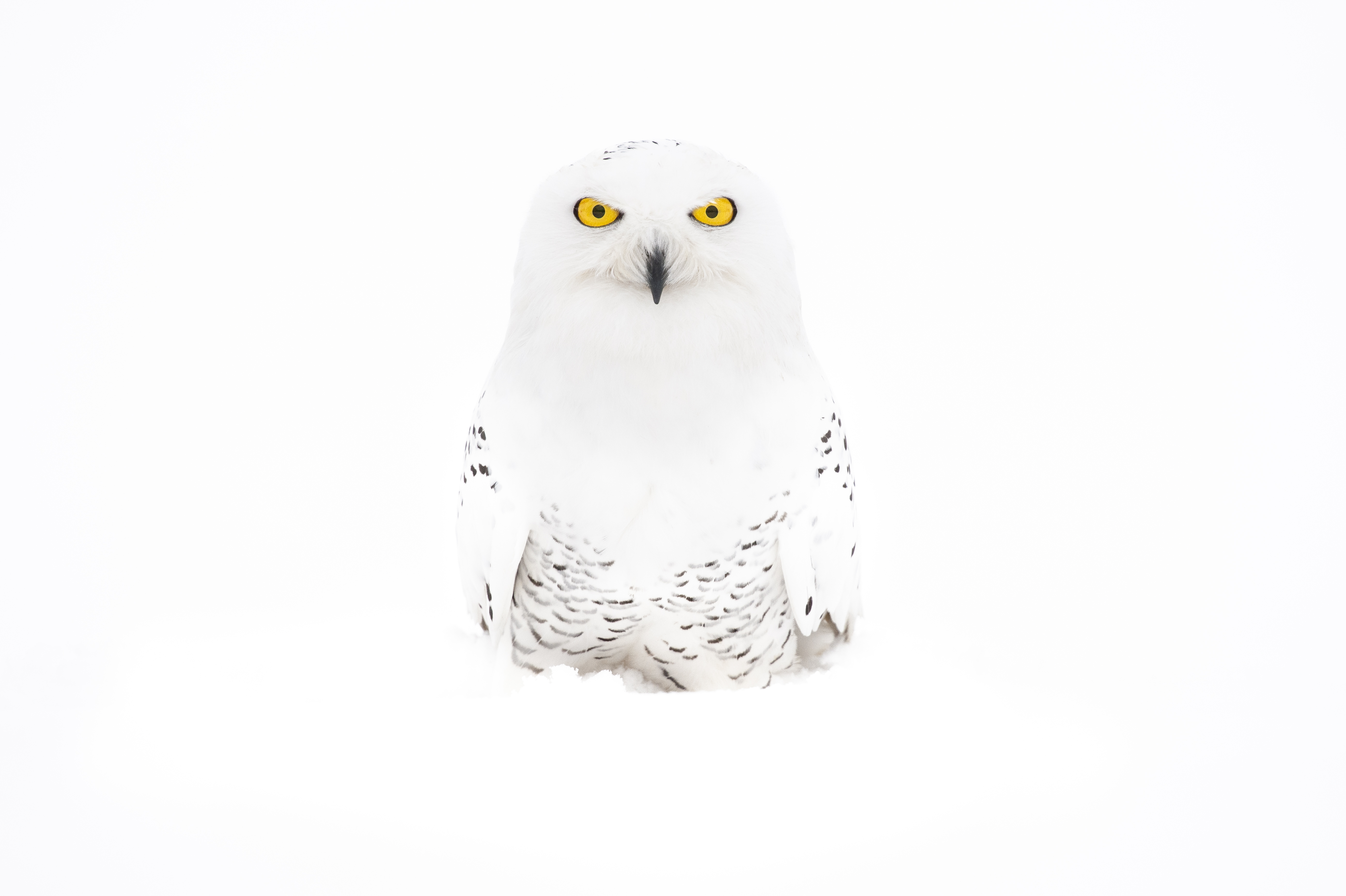 A snowy owl with bright yellow eyes and a black beak, sitting in snow against a white background.