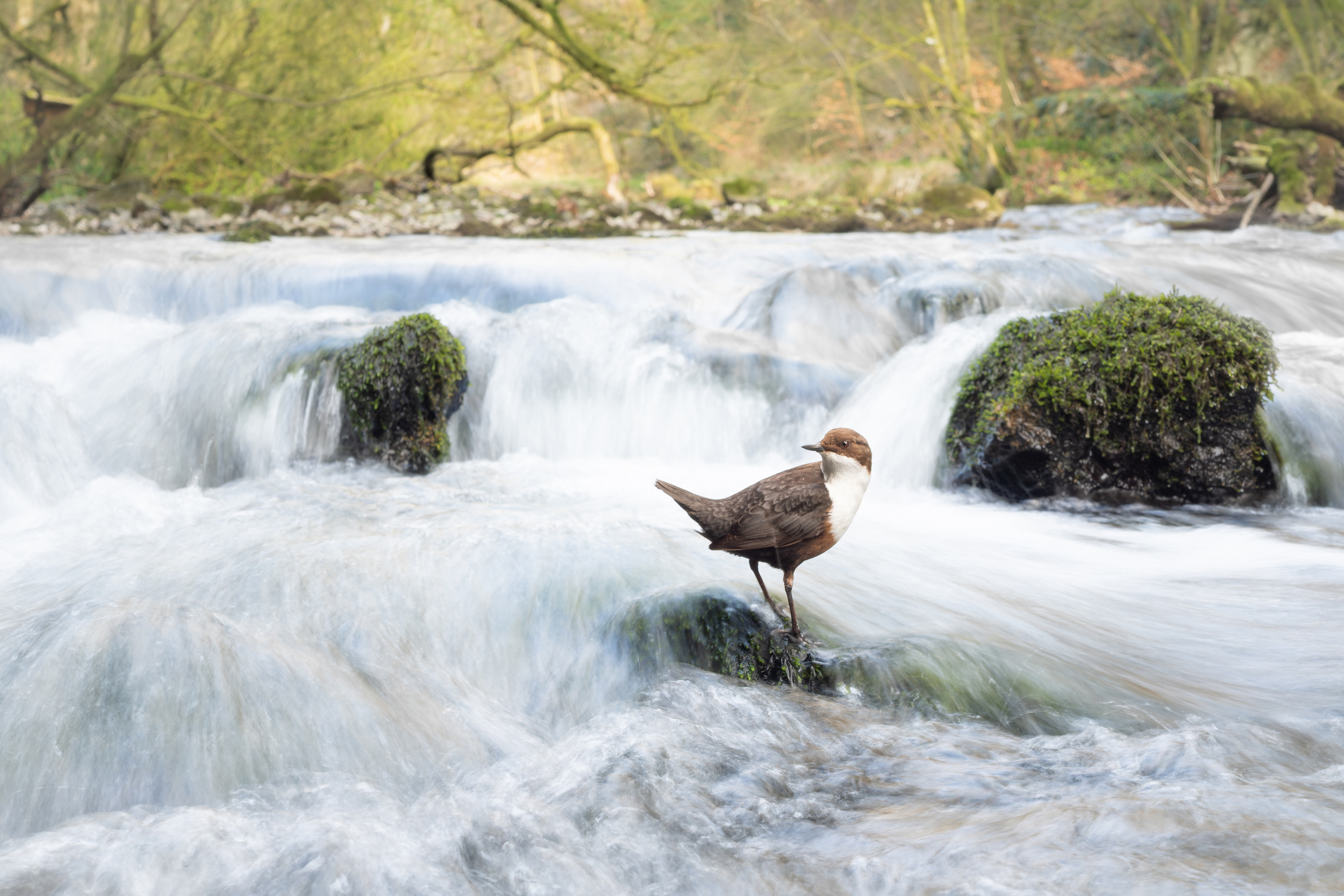 A Dipper bird standing on a mossy rock in a river with cascading water.