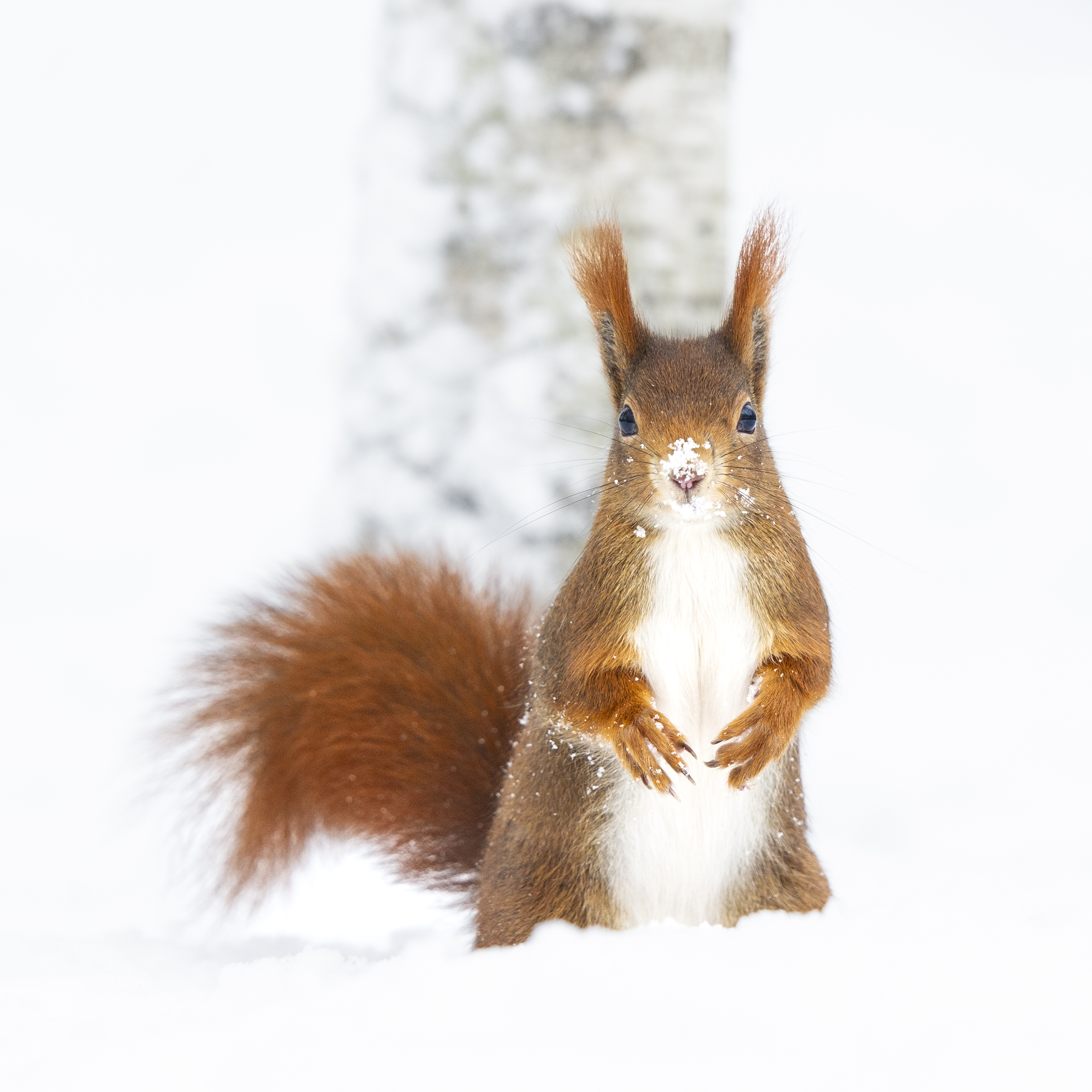 A red squirrel with snow on its nose and paws stands upright in the snow, in front of a blurred birch tree trunk.