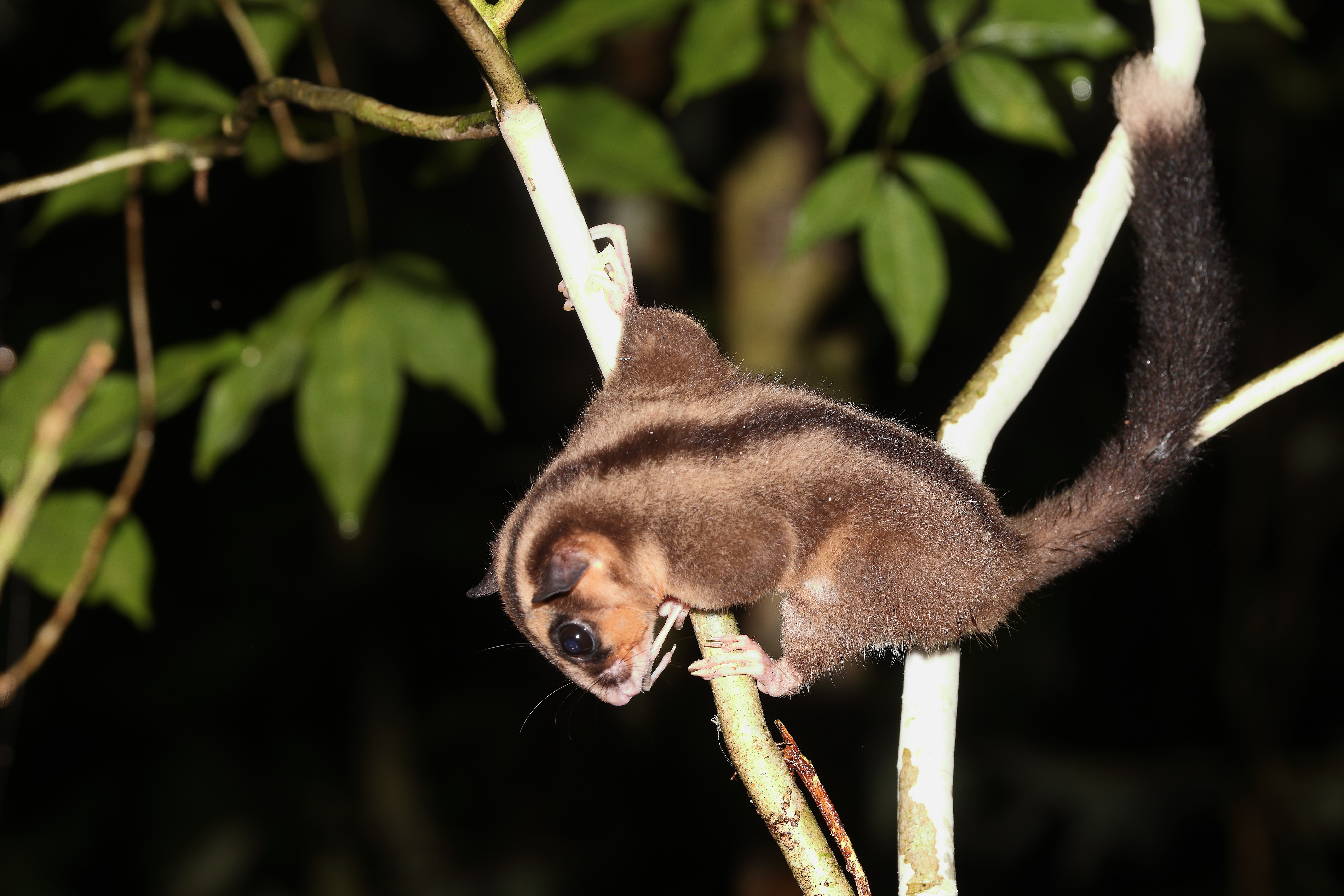 Pygmy long-fingered possum climbing on a thin branch at night.