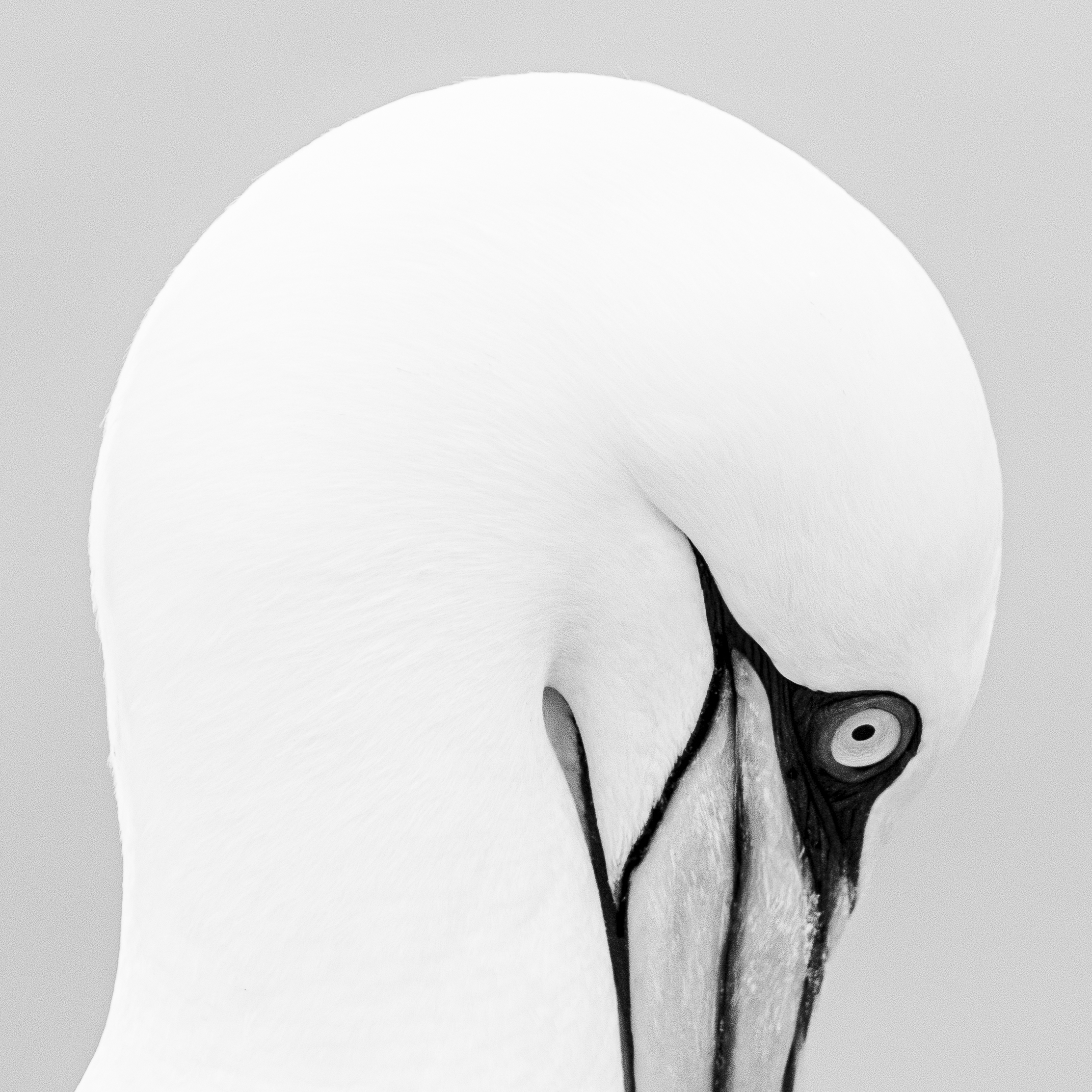 Black and white photo of a gannet's head and eye, with its beak facing downward.