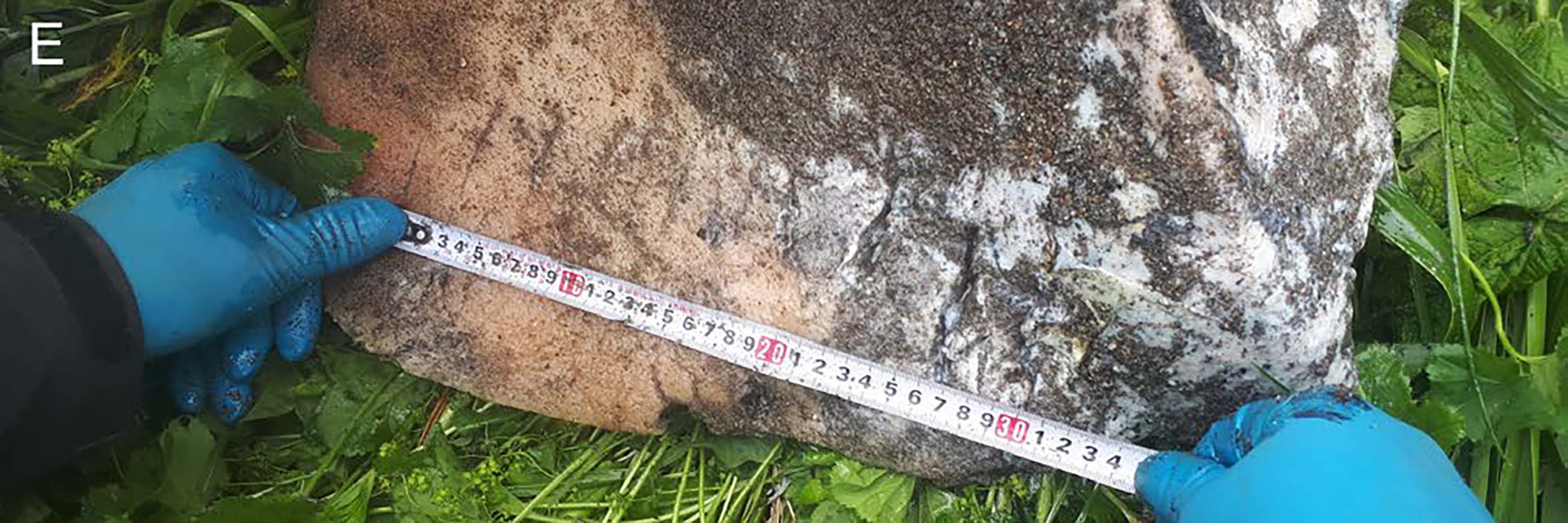 A person wearing blue gloves measures a killer whale dorsal fin with a measuring tape, lying on green foliage.