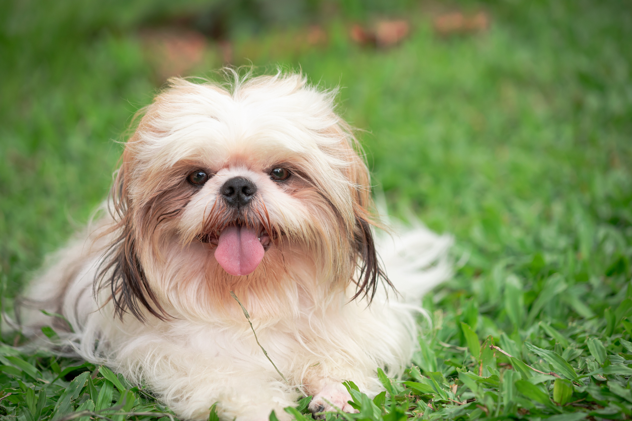 Young Shih Tzu dog with light fur and dark markings around its eyes, lying on green grass with its tongue out.