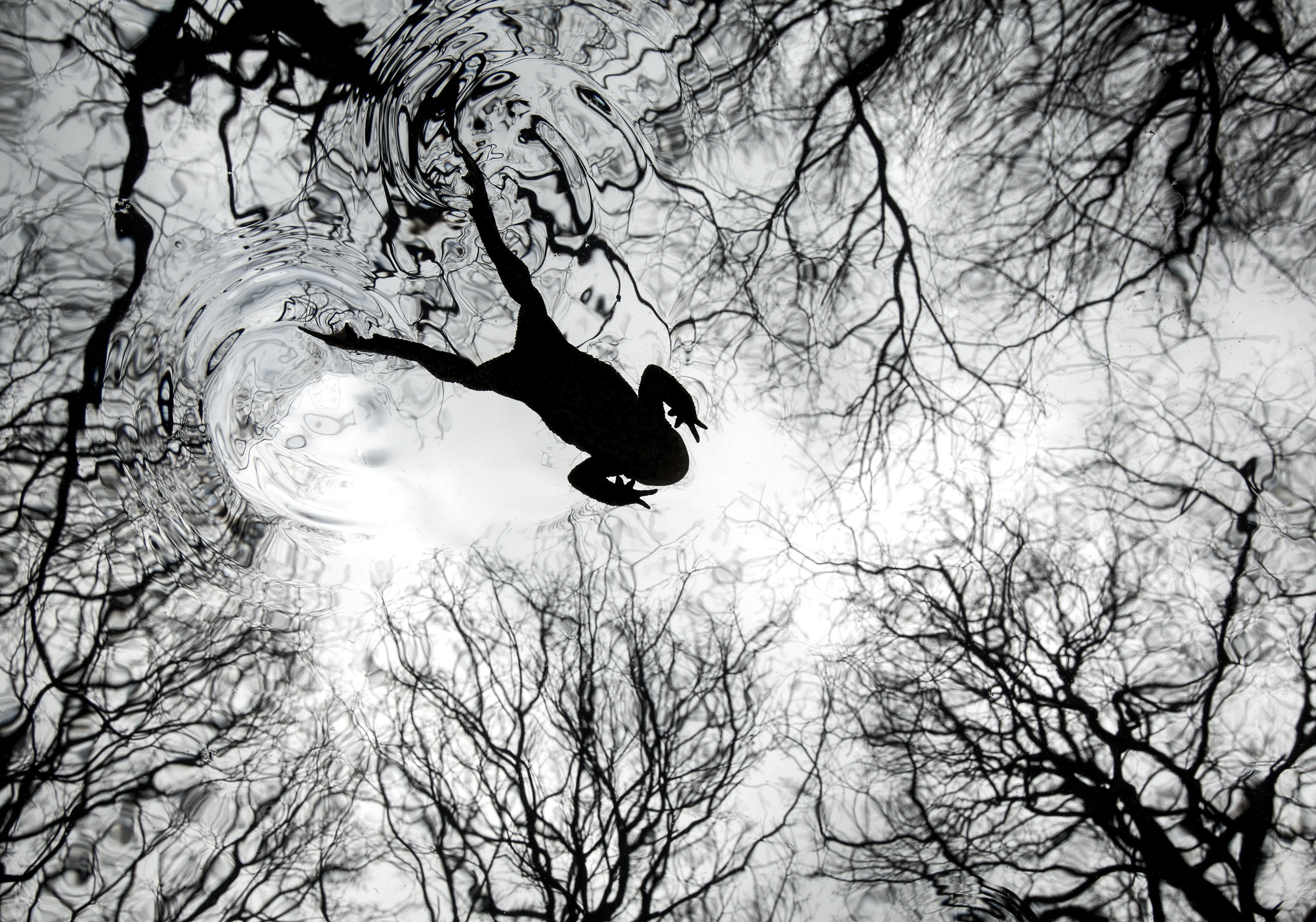 A black and white image of a toad swimming in a pond, creating ripples on the water's surface, with reflections of bare tree branches visible through the water.