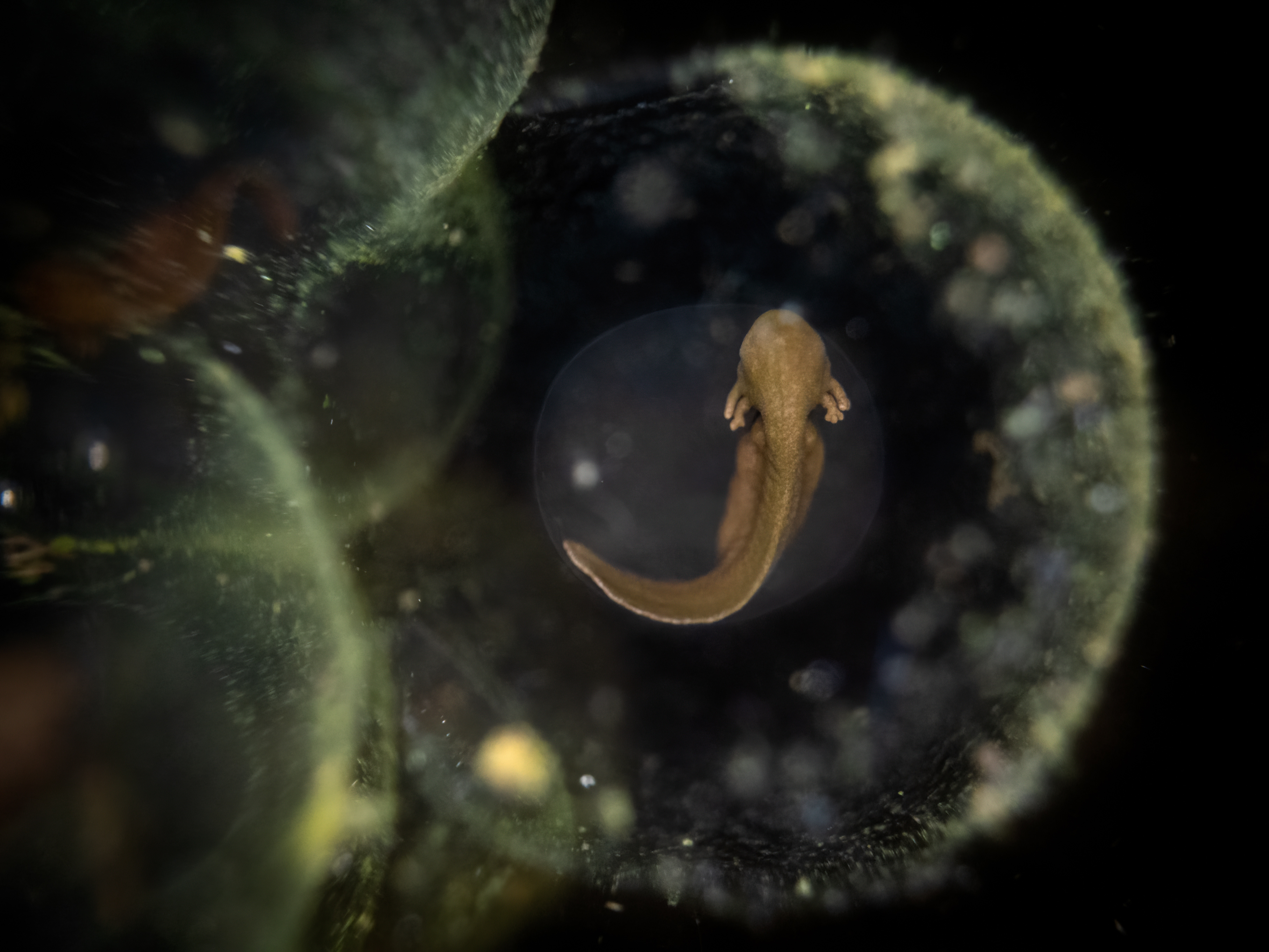Common frog tadpole inside a clear egg casing.