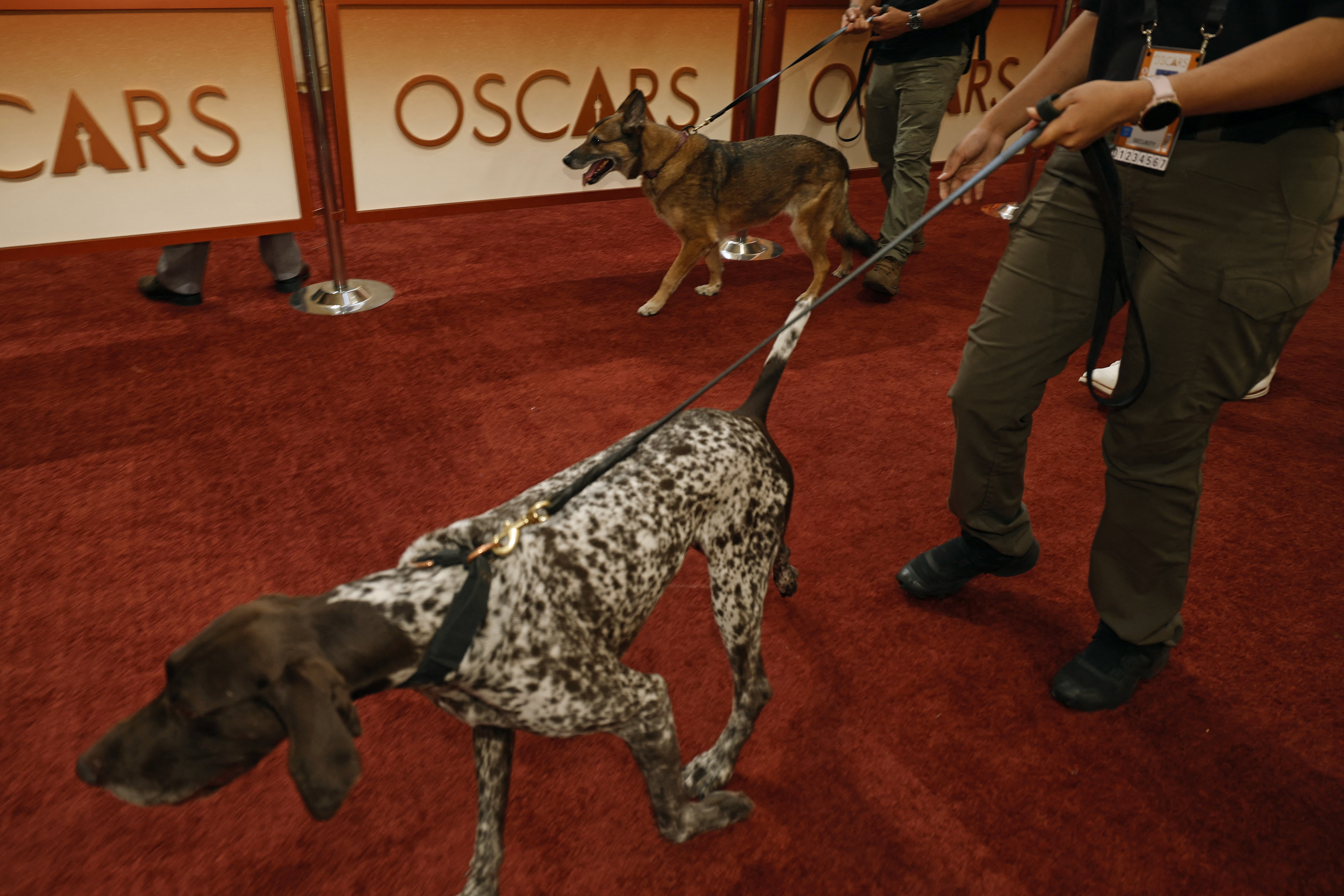 Security dogs on the Oscars’ red carpet