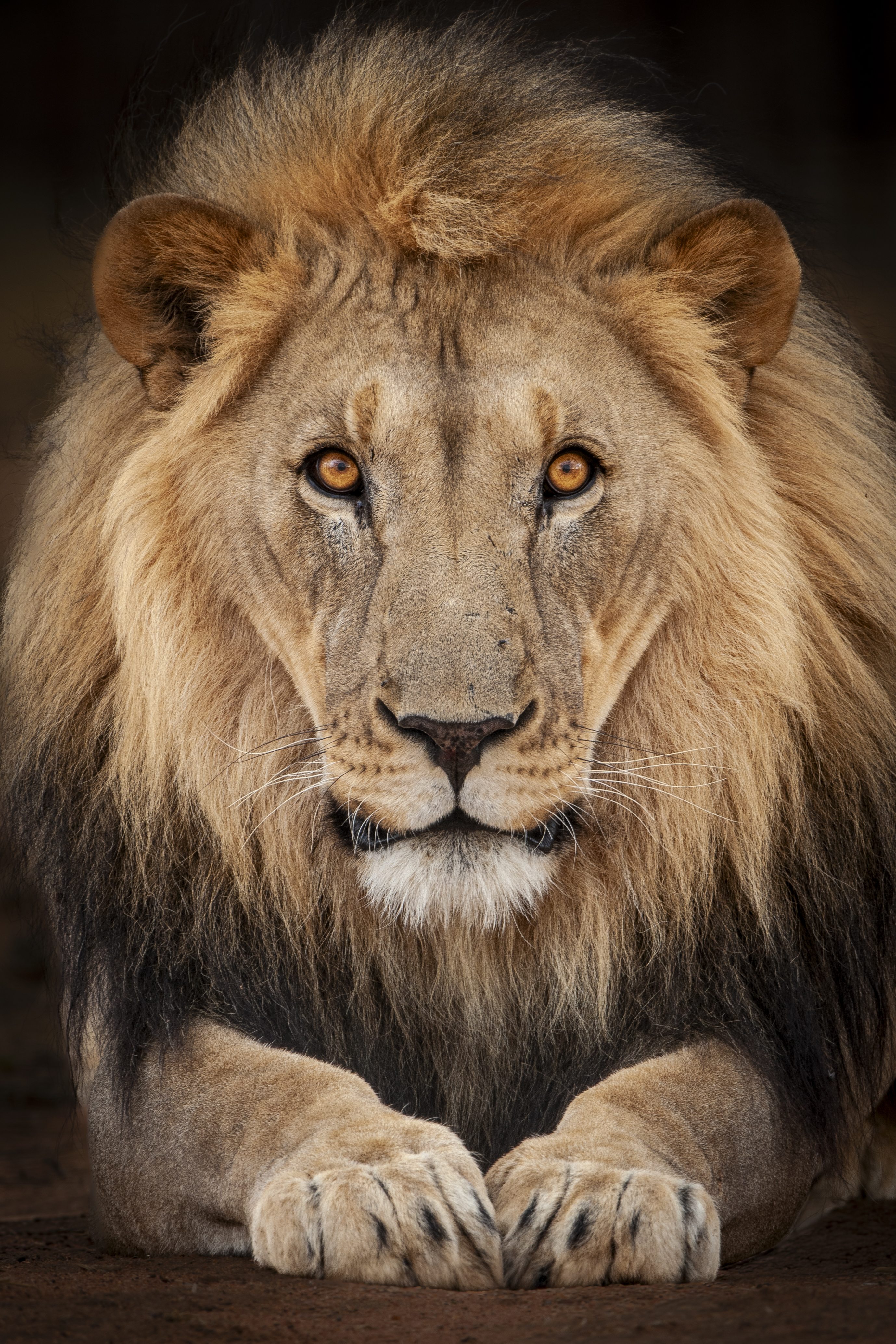 A lion with a dark and light brown mane and amber eyes looks directly at the camera while resting its paws.