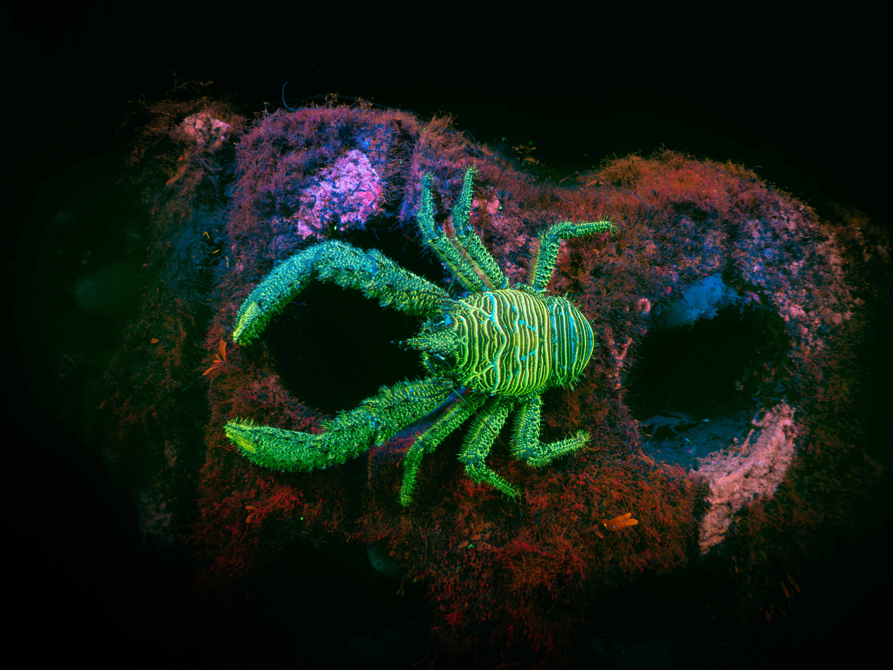 A spiny squat lobster glowing neon green under UV light, on a red and pink coral reef.