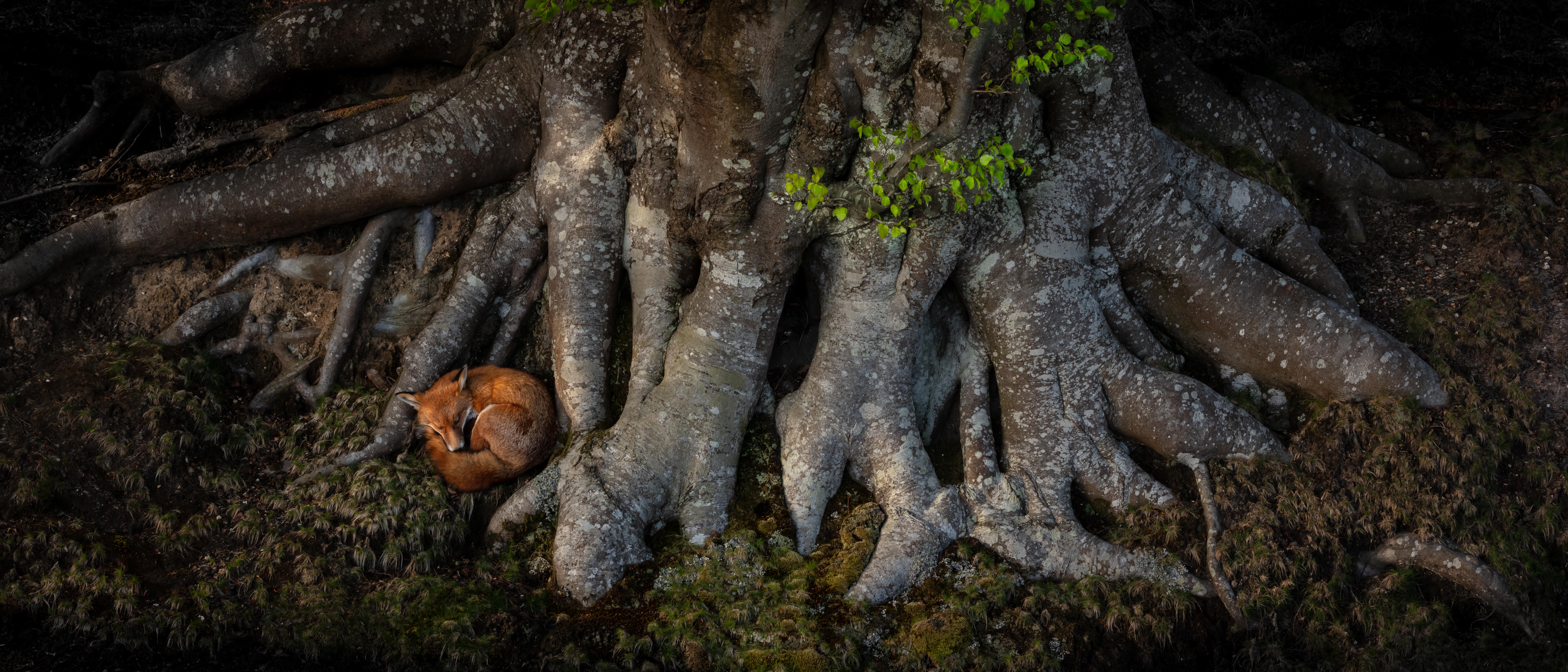 A curled-up red fox sleeping among the gnarled roots of a large tree.