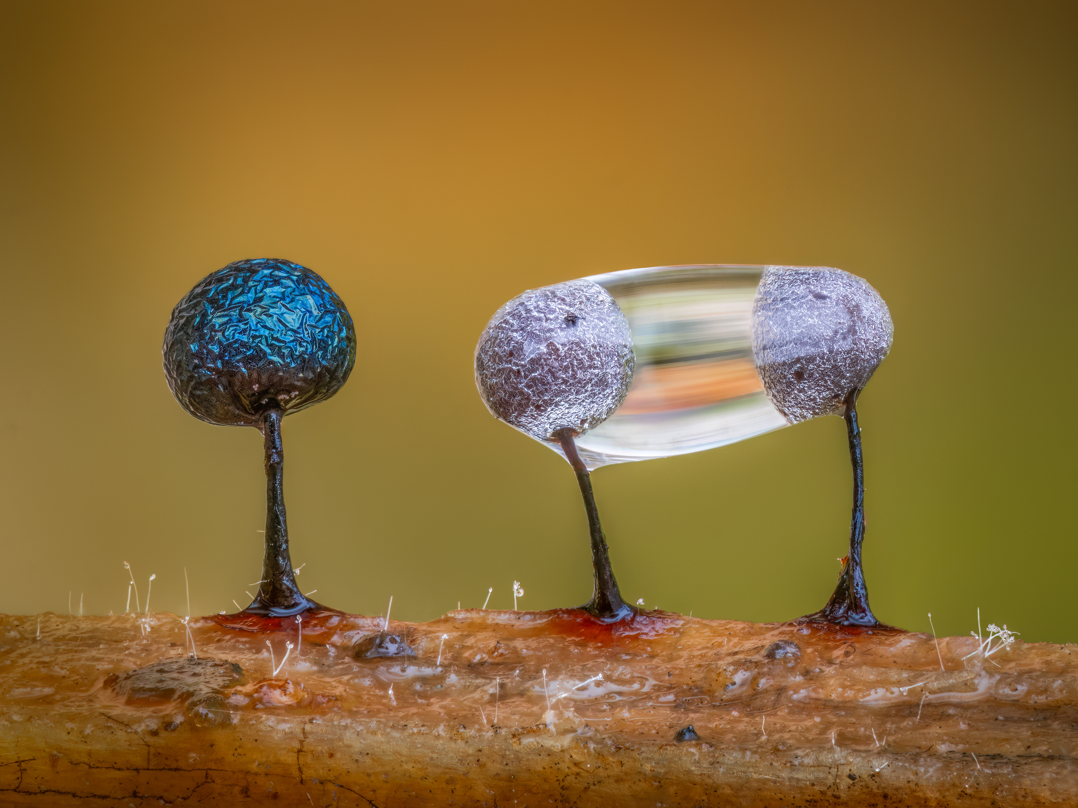 Slime Moulds and a Water Droplet, a winning photo in the Botanical Britain category of the British Wildlife Photography Awards 2026.