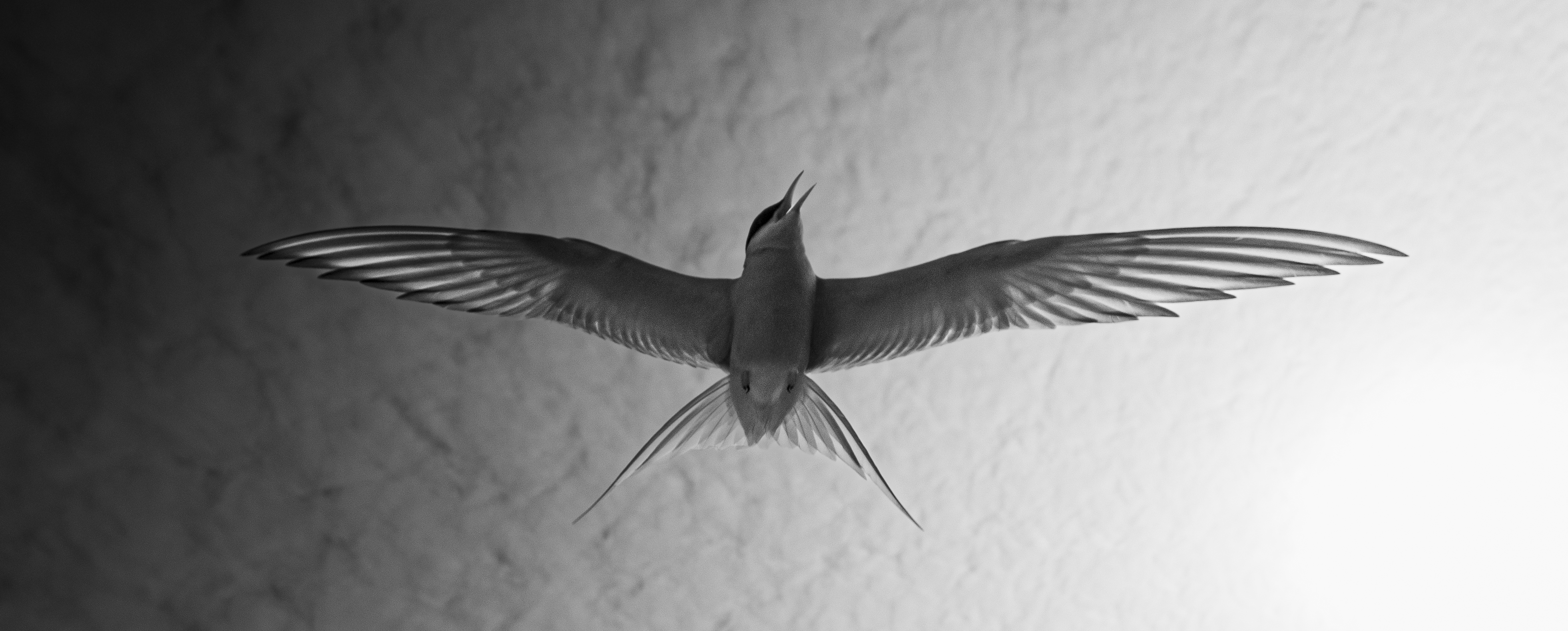 Black and white photo of a tern flying directly overhead, with wings fully spread and head tilted back, mouth open, against a sky that transitions from dark to light.