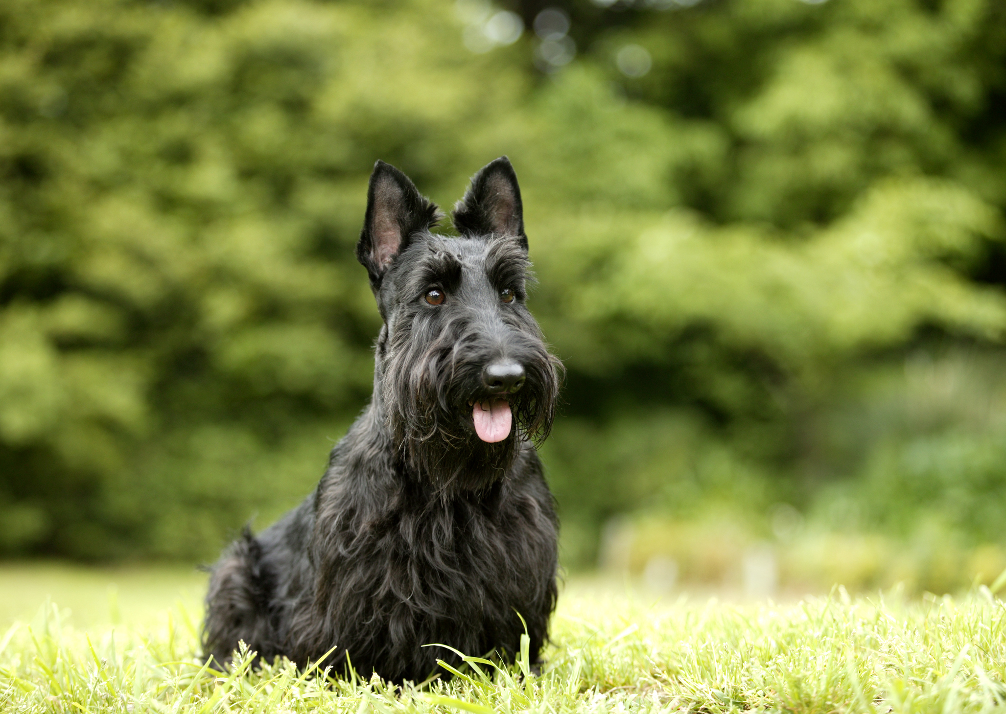 A black Scottish Terrier dog sitting in a grassy field with its tongue slightly out.