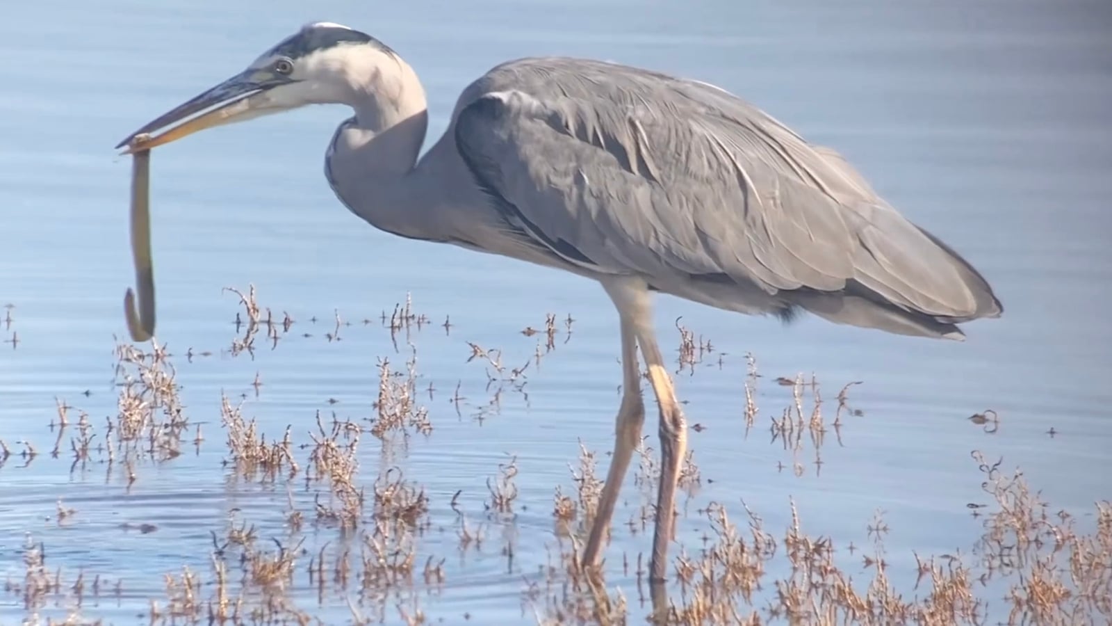 What's for lunch? The slippery battle between heron and eel