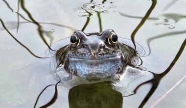 'Hop to it' - call to record frog sightings in Co Galway