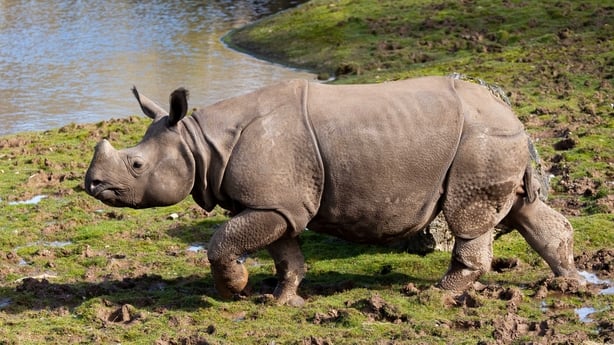 Jai, the only Indian rhino (Rhinoceros unicornis) ever born in Ireland