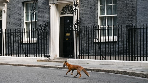 LONDON, UNITED KINGDOM - JULY 01: A fox is seen around at 10 Downing Street in London, United Kingdom on July 01, 2025. (Photo by Rasid Necati Aslim/Anadolu via Getty Images)