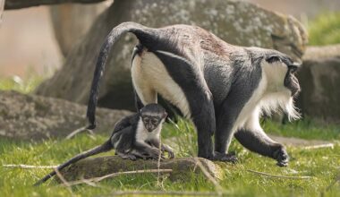 Endangered monkey gives birth after pioneering operation