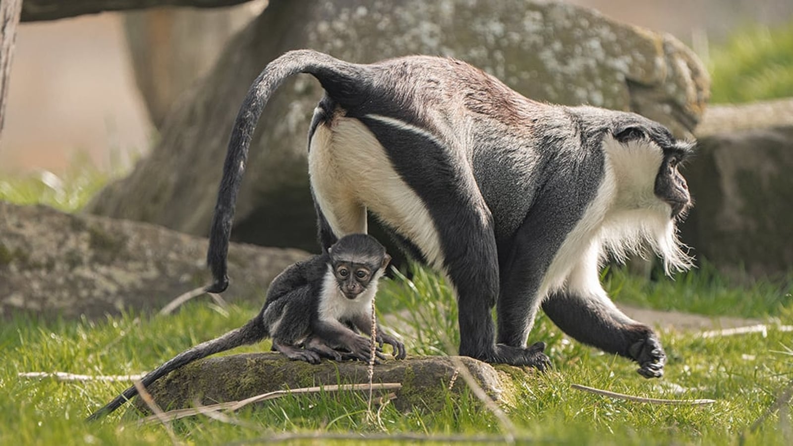 Endangered monkey gives birth after pioneering operation
