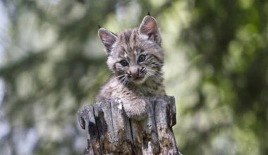 Playful Bobcat Siblings Thriving After Being Orphaned Have Social Media Cheering