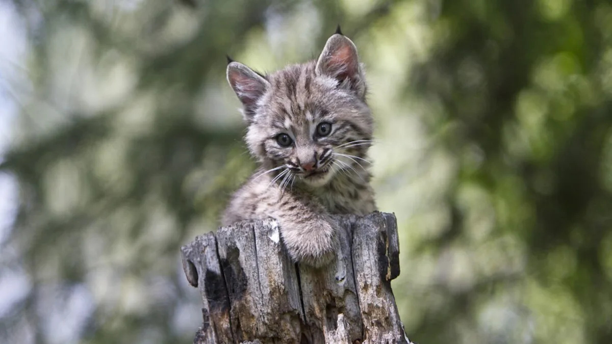 Playful Bobcat Siblings Thriving After Being Orphaned Have Social Media Cheering