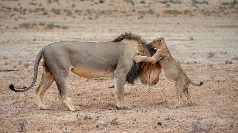 A young lion cub stands on its hind legs, reaching up to hug an adult male lion in a dry, sandy landscape with sparse vegetation.
