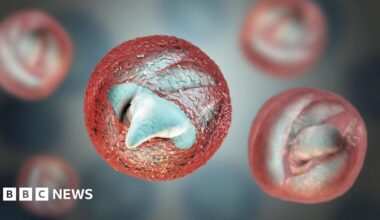 A computer illustration of the cryptosporidium parasite