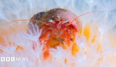 The hermit crab is pink and orange with two bright blue eyes. It is pictured among delicate white anemone-like sea life.