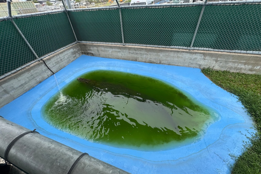 A crocodile in a small blue manmade pond. The water is green.