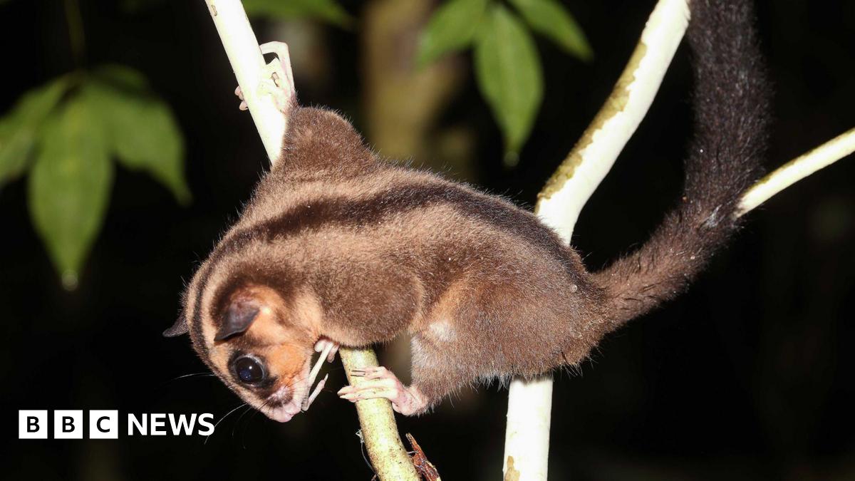 A pygmy long-fingered possum on a tree branch