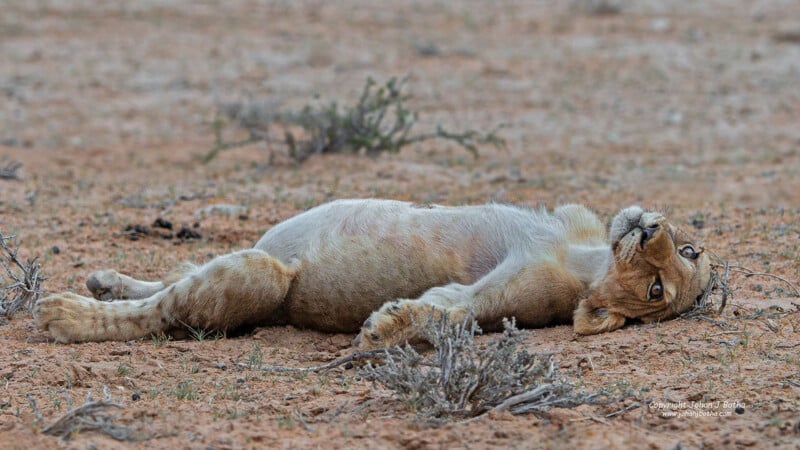 A lioness lies on her side on a dry, sandy ground, looking up with tired eyes. Sparse patches of grass can be seen around her in the arid landscape.