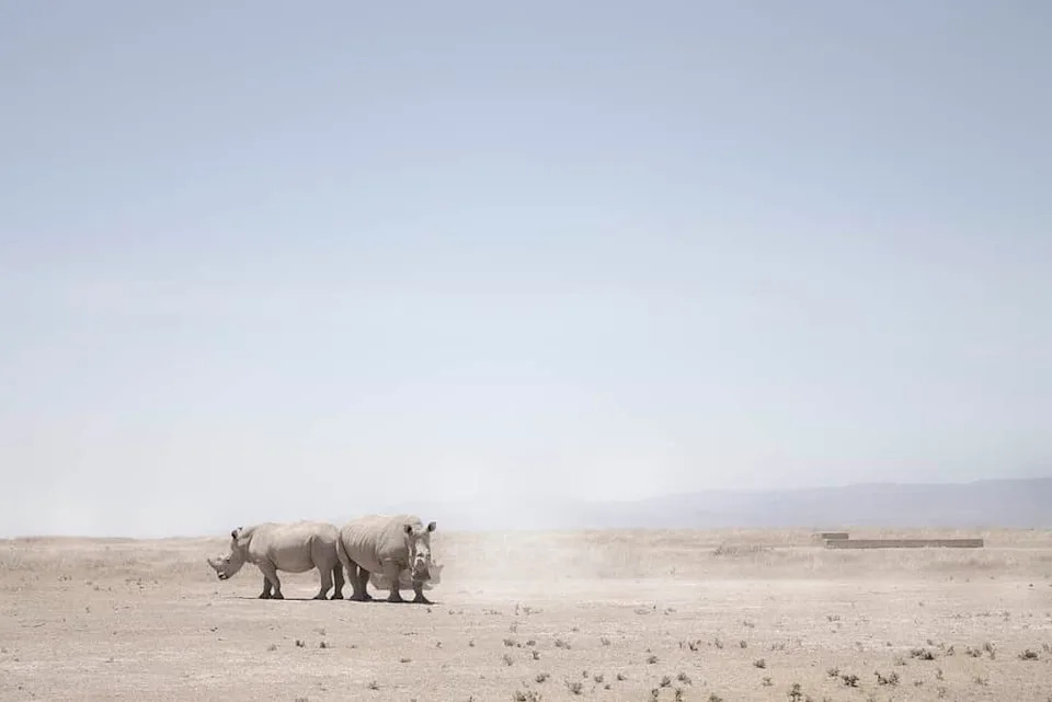 <p>Only two Northern white rhinos remain, both female, and the subspecies is considered functionally extinct. The last male, Sudan, died in 2018.</p><p class="copyright">©KatWebb/iStock / Getty Images Plus via Getty Images</p>