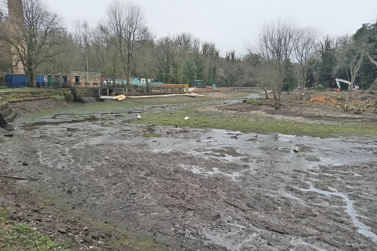 The drainage has led to some swans and ducks becoming stuck