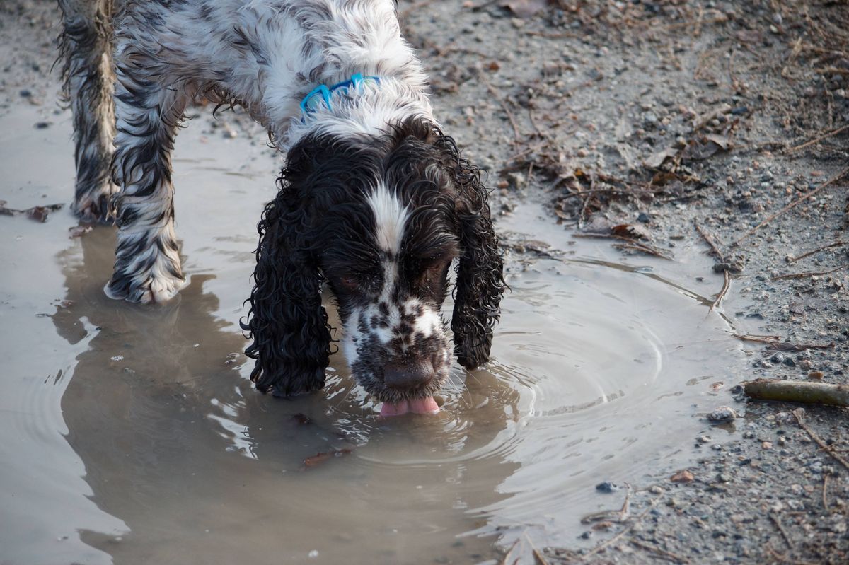 A close up of a Spaniel dog with a freckled snout drinking out of a big, muddy puddle.  The canine is medium sized, black and white, with floppy ears, which are hanging in the puddle.  The dog's pink tongue is lapping up the dirty water.  The entire dog is in the puddle and the shot shows mostly the upper portion of the dog