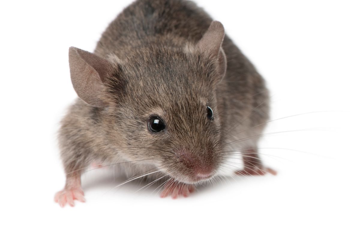 A breakfast product is being recalled over fears of possible mouse contamination