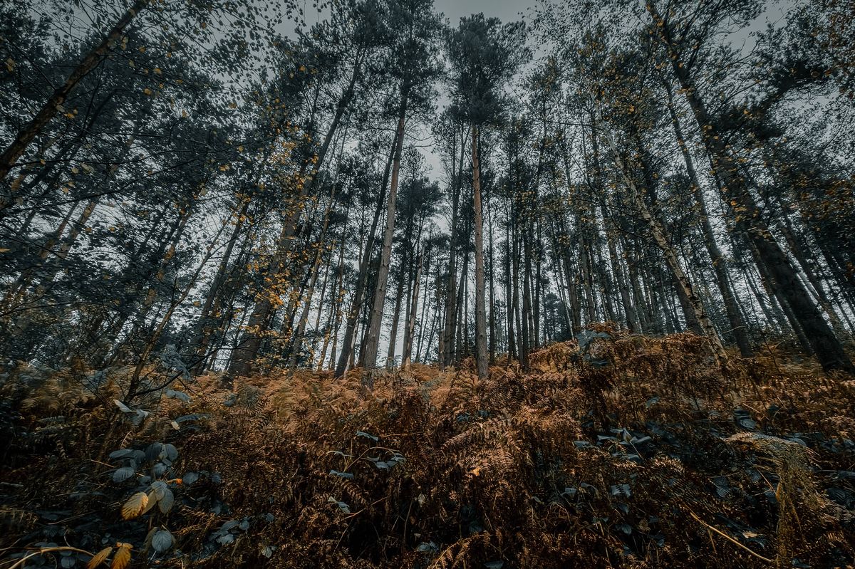 An evocative series of autumn photographs capturing the deep, rich colors and atmosphere of the National Trust Hawksmoor in Staffordshire, UK. The scenes include dense woodland paths completely carpeted in fallen oak leaves, contrasting the dry brown ground with the last hints of yellow and green foliage overhead. Other shots feature winding, wet asphalt roads cutting through the forest, emphasizing themes of journey, travel, isolation, and the melancholic beauty of the season under an overcast sky.
