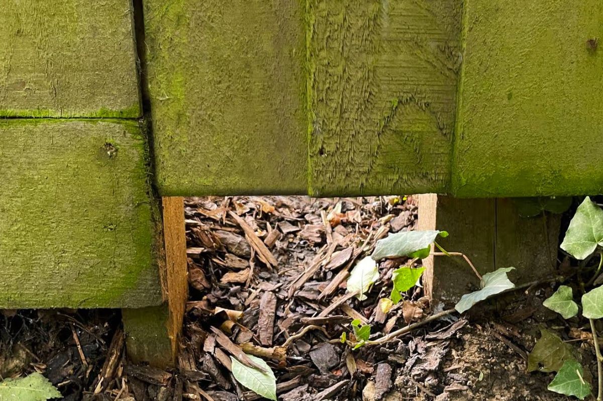 Gardeners urged to drill holes in their fences before the end of March (Image: mtreasure via Getty Images)