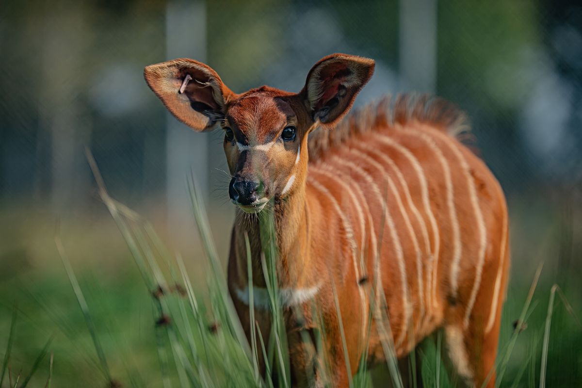 Critically endangered mountain bongo at Chester Zoo