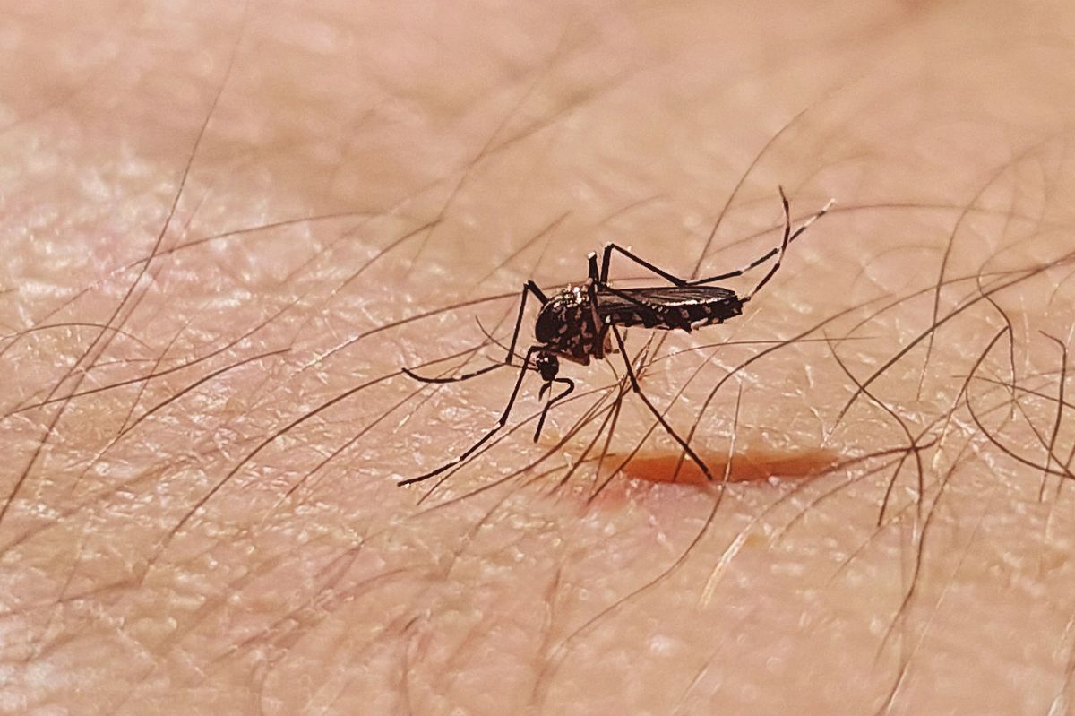 Mosquitos spread the illnesses