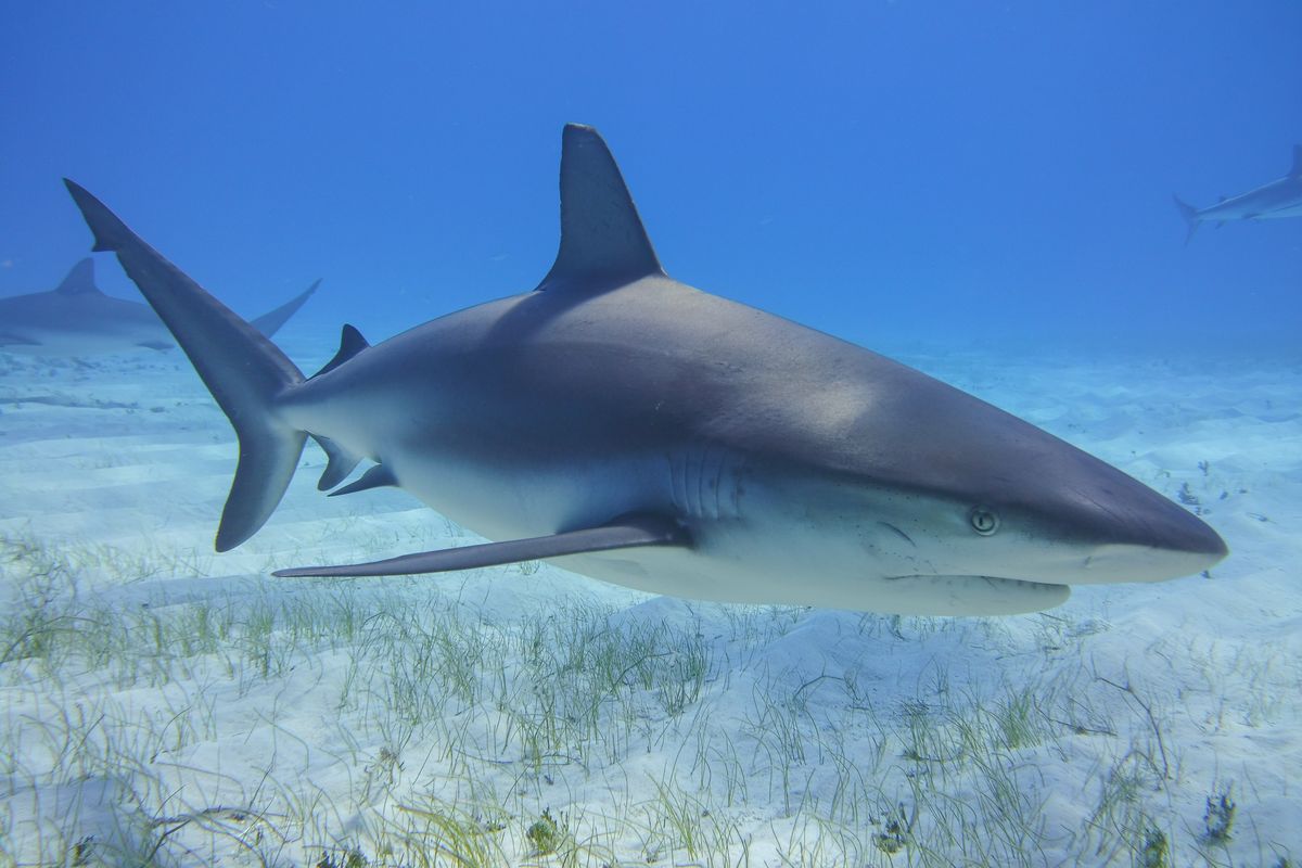 A shark in the Bahamas