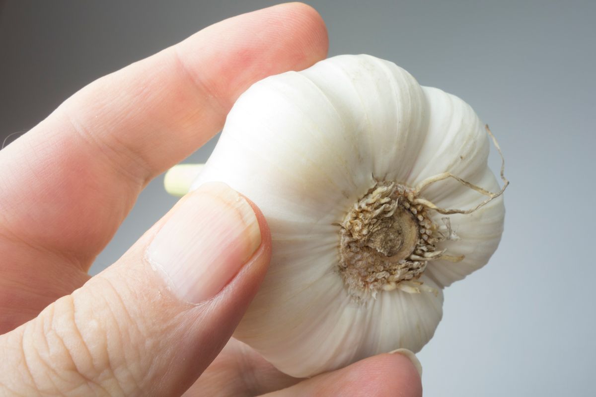 AI has advised people to insert garlic for good health