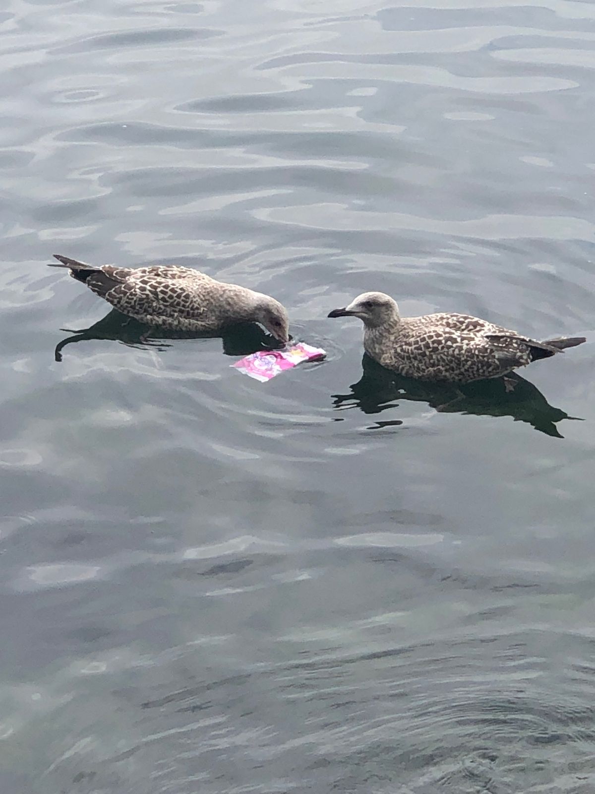 Litter can be so dangerous for animals