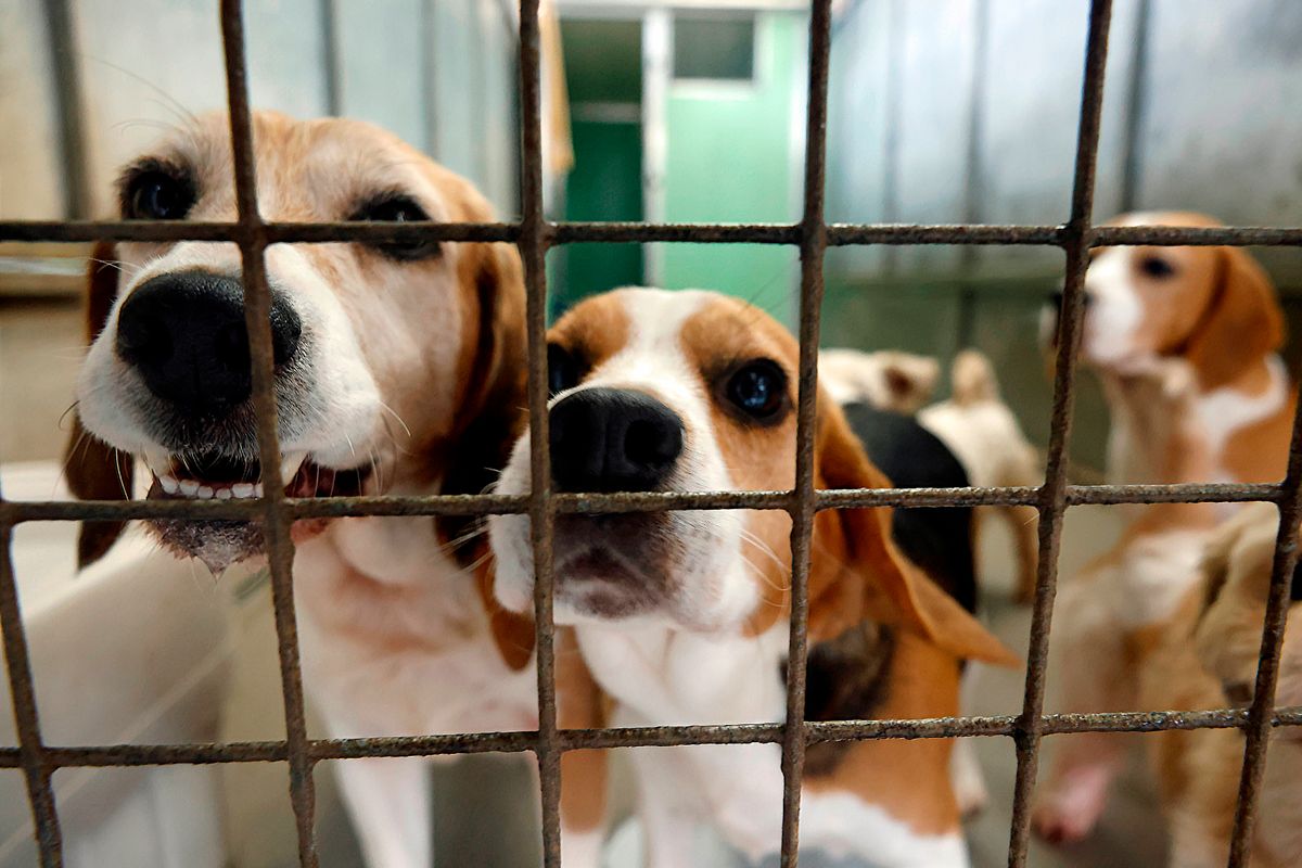 Dogs pictured at Many Tears Animal Rescue Centre during a previous visit 