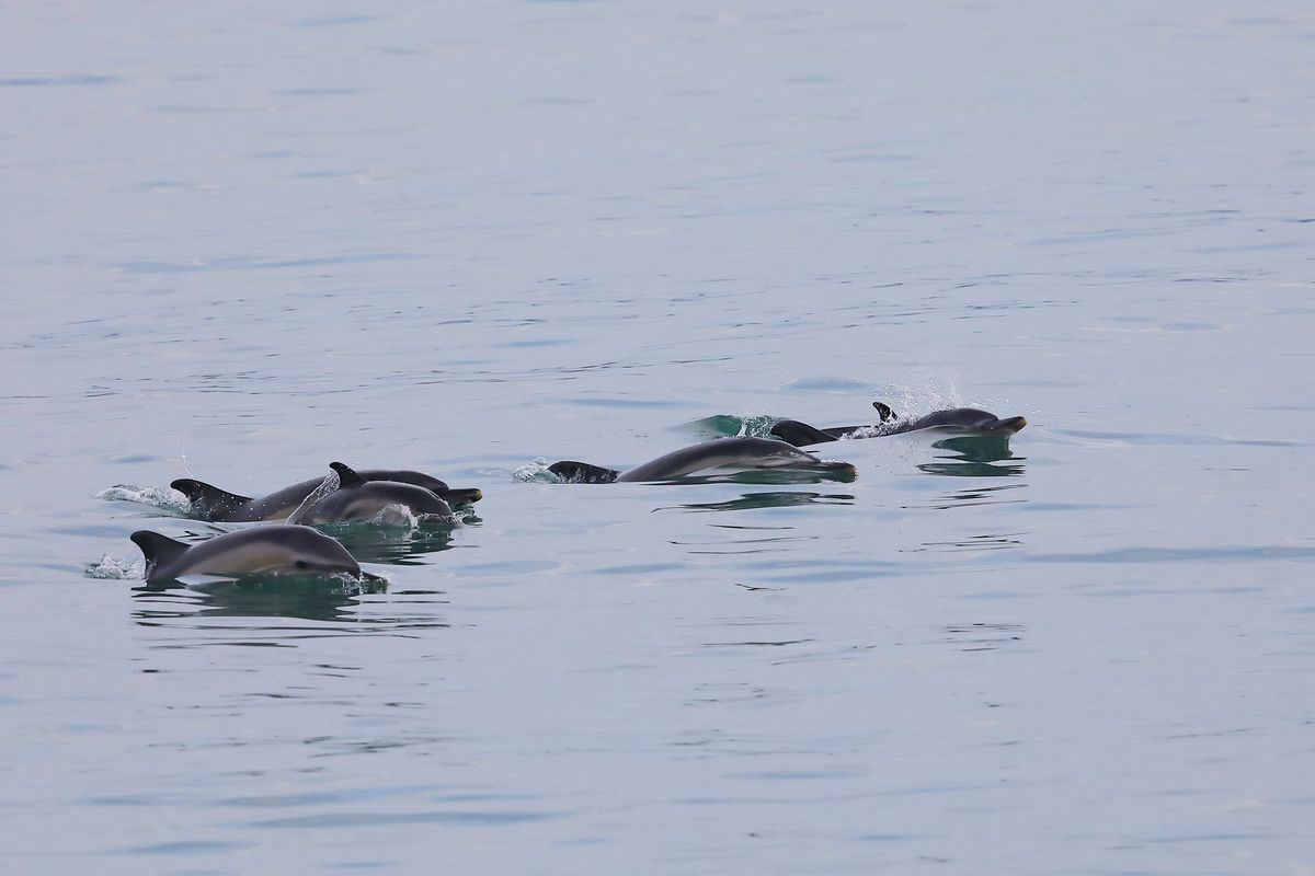 A photographer captured playful dolphins off the Devon coast on Tuesday (18 July)