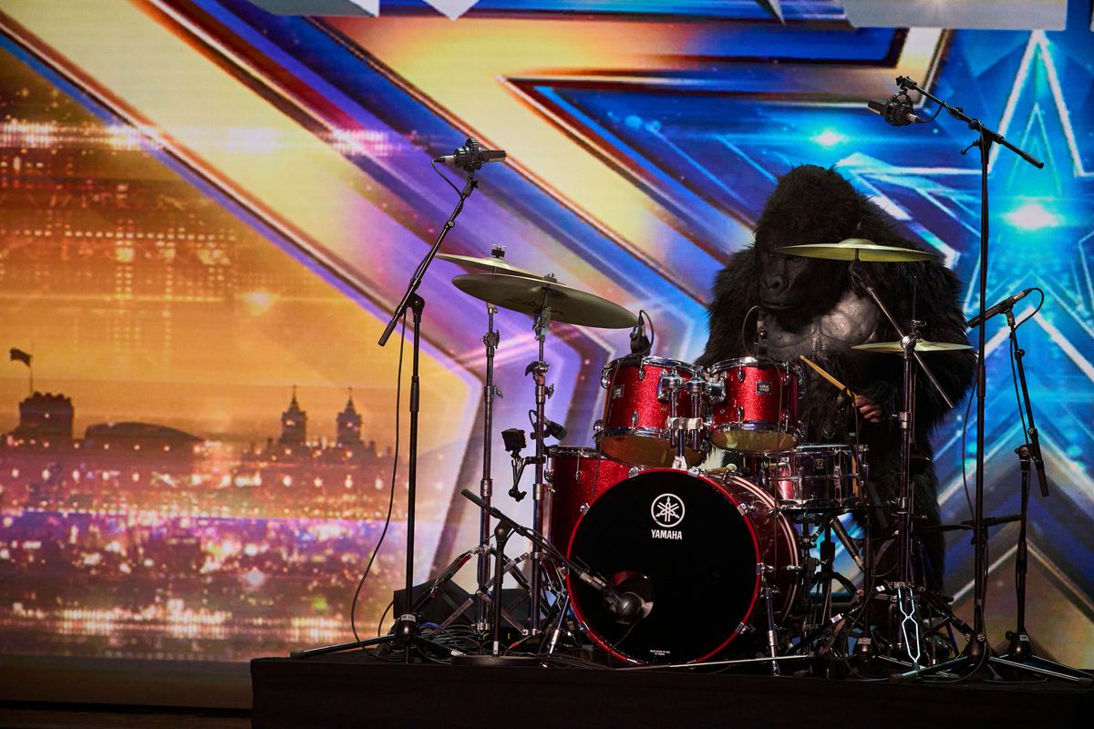 A gorilla playing the drums on BGT