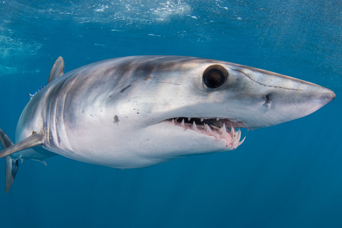 A male mako shark — this one is photographed swimming just under the ocean’s surface off the coast of Cabo San Lucas in Mexico