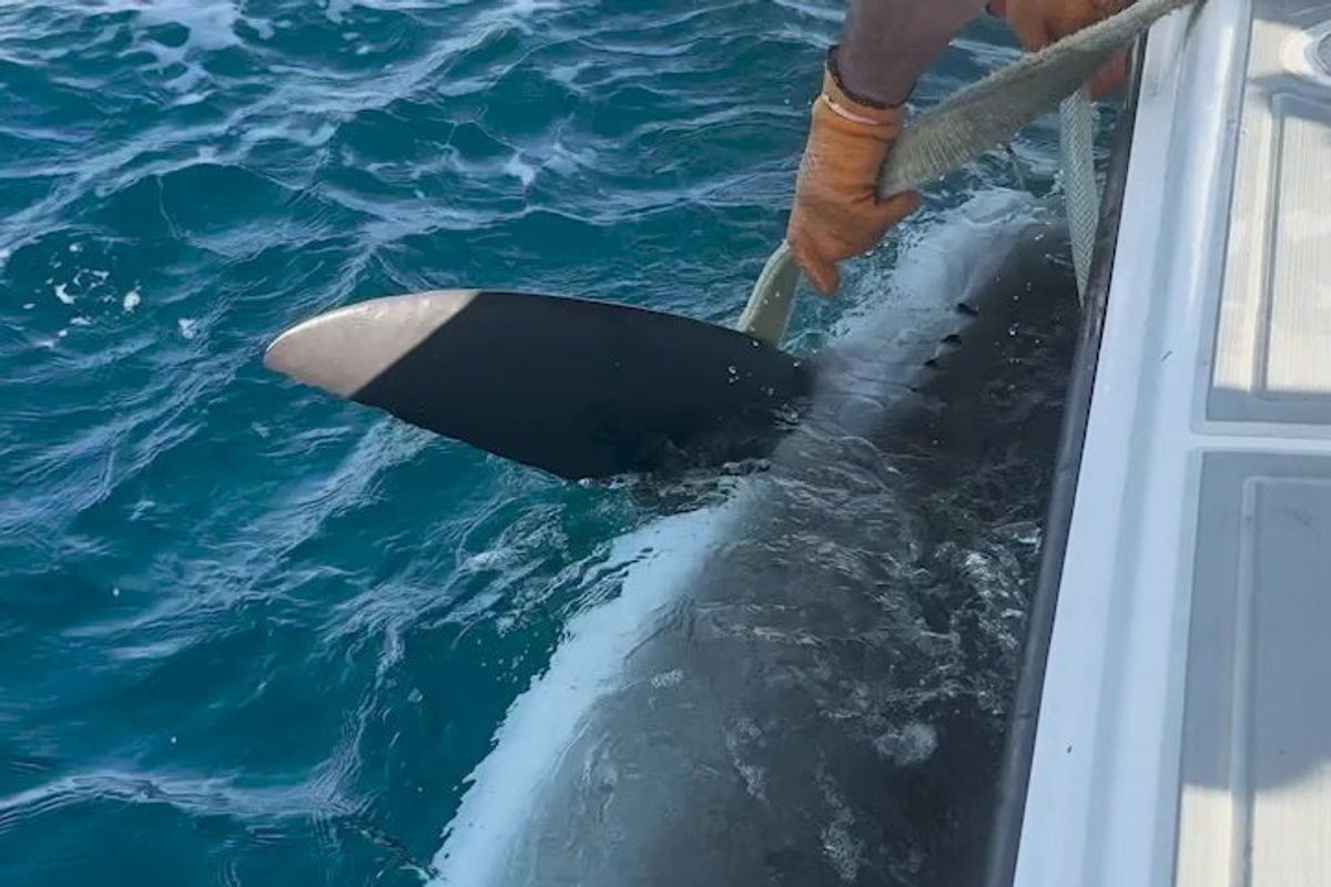 Shark being tagged by researchers 