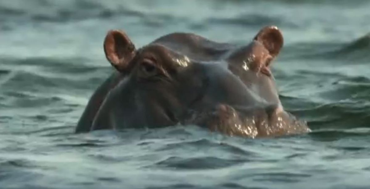 Hippo Watch