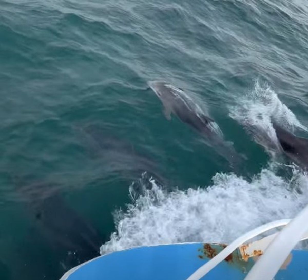 dolphins swim alongside boat